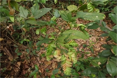 Flemingia strobilifera